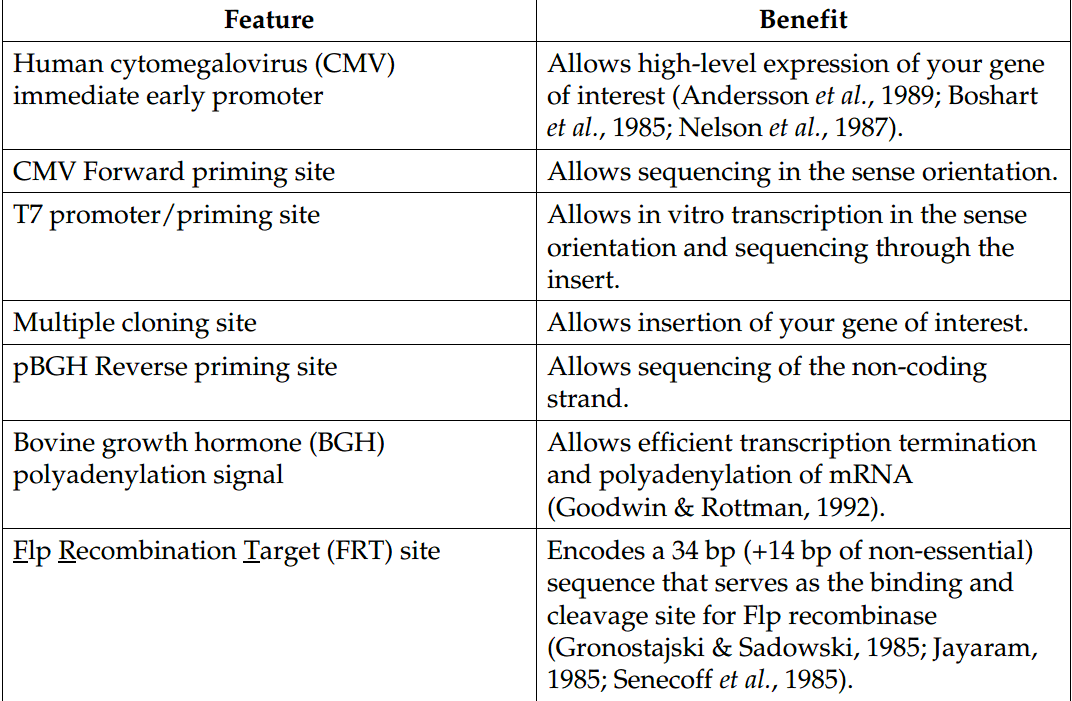pcDNA5-FRT 载体特征1
